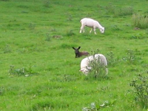 Lulu the lamb at Cornhills farm